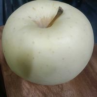 リンゴ,金星,金星林檎,白いりんごの画像