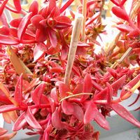 赤鬼城,多肉植物,クラッスラ属,かわとうちゃん祭りチーム,冬ですよね～の画像