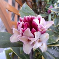 ジンチョウゲ,ヒヤシンス,沈丁花(白色),クリスマスろーの画像