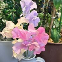 スイトピー,スイトピー,切り花,コラージュ仲間達,移住後の生活の画像