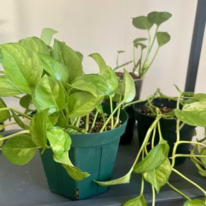 ポトス,ポトス　グローバルグリーン,観葉植物,植え替え,ジャングル化計画の画像