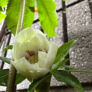 クリスマスローズ,花壇の画像