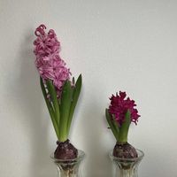 ヒヤシンス 水耕栽培の画像