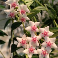 ホヤ・ベラ,ホヤ・セブンスター,ホヤ,いい香り,ホヤ属の画像