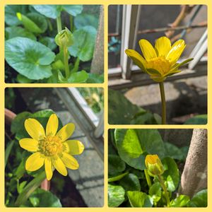 姫リュウキンカ,鉢植え,花壇,お花のある暮らし,多年草・宿根草の画像