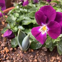 チューリップ,ルピナス,ビオラ,ルピナス ピクシーデライト,花のある暮らしの画像