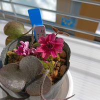 雪割草,雪割草,山野草,サンルーム,窓辺の画像