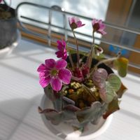 雪割草,雪割草,山野草,サンルーム,窓辺の画像