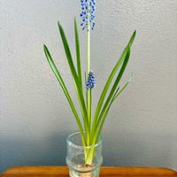 ムスカリの画像