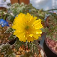 フクジュソウ,福寿草,山野草,サンルーム,窓辺の画像
