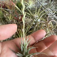 チランジア,エアプランツの画像