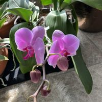 胡蝶蘭,胡蝶蘭,リビング窓辺,リビング・ダイニングの画像