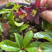 クリスマスローズ,レタス,レタス,チマサンチュ,チマサンチュの画像