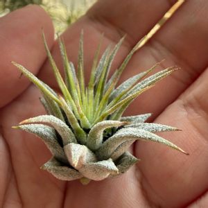 チランジア,イオナンタ,エアプランツの画像