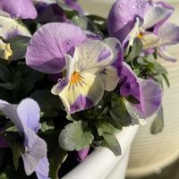 ビオラ,葉牡丹の寄せ植え,玄関アプローチの画像