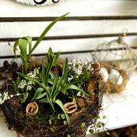 クロッカス,ヒアシンス,ムスカリ,ヒナソウ,フチンシア アイスキューブの画像