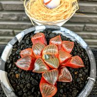 アロエ,ハオルチア,アトロフスカ錦,ハオルチア 日月潭,アロエ  ハイブリッドの画像