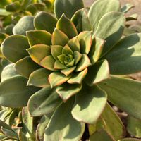 キウイ,キウイ,夕映え,夕映え,アエオニウム キウイの画像