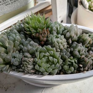 ハオルチア,多肉植物,かわいい,多肉棚,三重県の画像