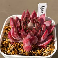 Hwaga,水やり,多肉のある暮らし,防寒対策,韓国苗の画像