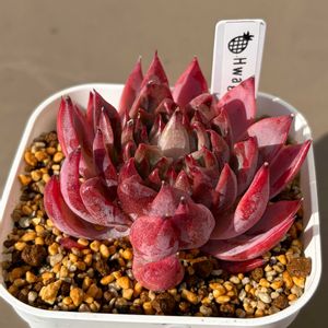 Hwaga,水やり,多肉のある暮らし,防寒対策,韓国苗の画像