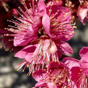 ウメ,カタバミ,梅(うめ),満開,つぼみの画像