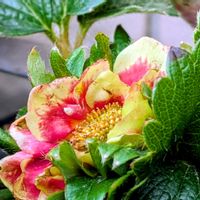 イチゴ,イチゴ,菜の花,ロマネスコ,ロマネスコの画像