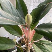 アグラオネマ,ビオラ,出窓,バラ大好き,バラのある暮らしの画像