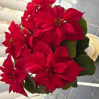 ポインセチアの画像