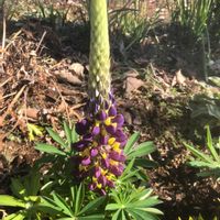 ルピナスの画像