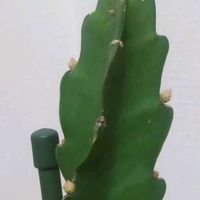 クジャクサボテン,撮影  2/13,日光浴中❣️,チーム 新潟の画像