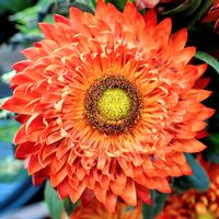 ヘリクリサム,コンテナガーデン,キュンキュン乙女倶楽部,キュンキュン乙女倶楽部No190,ヘリクリサム・パステルの画像