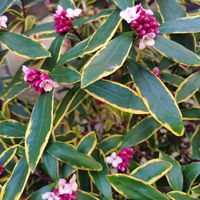 ジンチョウゲの画像