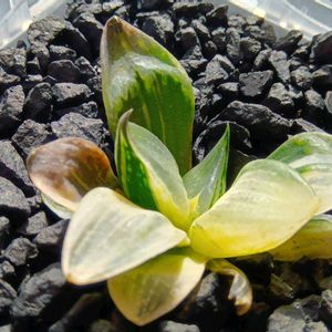 裏般若錦,ハオルチア属,多肉ちゃん,ボタニカルライフ,新芽の画像