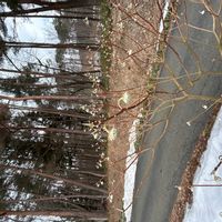 ミツマタの画像