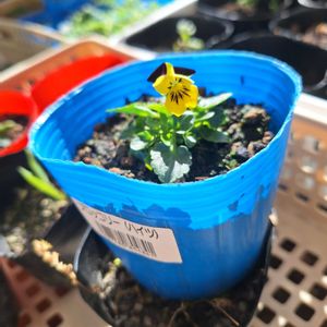 ビオラ,可愛い,種まき,ありがとう,幸せな時間の画像