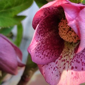 クリスマスローズ,可愛い,軒下,楽しみの画像