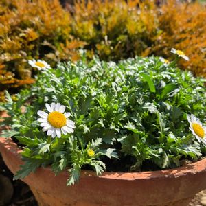ノースポール,クリサンセマム,カンシロギク,鉢植え,軒下の画像