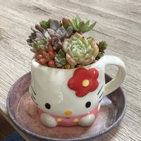 森村万年草,ガーデニング,ウッドデッキ,虹の玉♪,寄せ植え大好きの画像