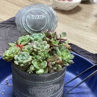 森村万年草,ガーデニング,ウッドデッキ,虹の玉♪,寄せ植え大好きの画像