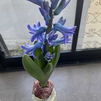 ヒヤシンス 水耕栽培,花のある暮らし,キッチン,家庭菜園,リビング・ダイニングの画像