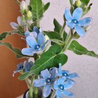 ブルースターの画像