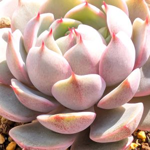 エケベリア,エケベリア交配種,多肉植物,多肉棚,エケの画像