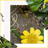 クリスマスローズ,リュウキンカ,ティタティタ,ガーデニング,花のある暮らしの画像