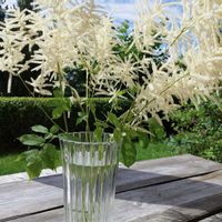 キッチン,和室,テラス,家庭菜園,ベランダの画像