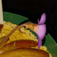 ムシトリスミレ,Pinguicula 'Aphrodite',メキシカンピンギキュラ,食虫植物,Pinguiculaの画像