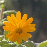 カレンデュラ,冬しらず(カレンデュラ),やっぱり花が好き♡,キュンキュン乙女倶楽部,キュンキュン乙女倶楽部No.243の画像