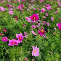 コスモス,沖縄,四季の花の画像