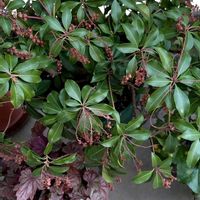 アセビ,馬酔木(アセビ）,アセビの蕾,今日のお花の画像