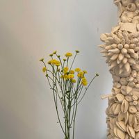 マトリカリアの画像